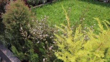 Açık hava botanik bahçesi, stok görüntüleri.