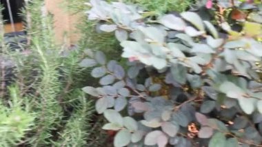 Açık hava botanik bahçesi, stok görüntüleri.