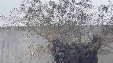 Dış bahçe tasarımı ve içi kahve dükkanında dekore edilmiş, stok görüntüleri.