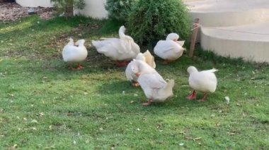 Yeşil yaz tatilinde ağaçlı şelale deresi