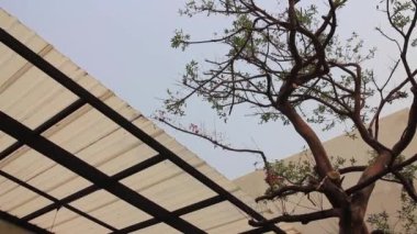 Yeşil yaz tatilinde ağaçlı şelale deresi