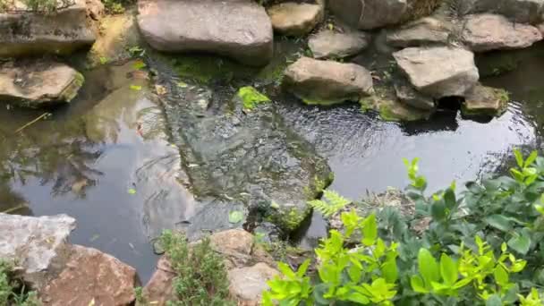 Vodopád Potok Stromy Zeleném Letním Letovisku — Stock video