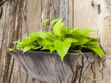 Bahçede süslenmiş tropik bitki, stok fotoğrafı