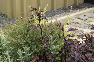 Botanik bitki taşlı tropik bahçe, stok fotoğrafı.