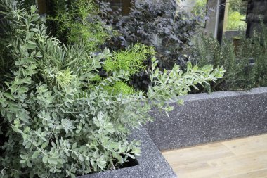 Botanik bitki taşlı tropik bahçe, stok fotoğrafı.