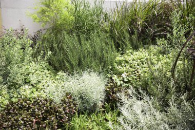 Botanik bitki taşlı tropik bahçe, stok fotoğrafı.