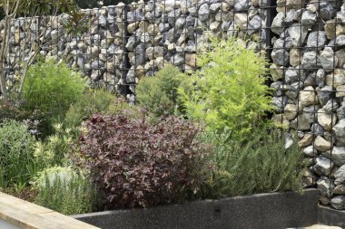 Botanik bitki taşlı tropik bahçe, stok fotoğrafı.