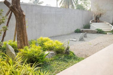 Taş bahçesinde zeytin ağacı, stok fotoğrafı.