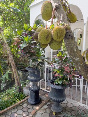 İnanılmaz bitkiler ve çiçeklerle dolu tropikal bir bahçe.