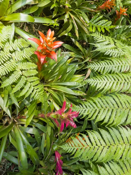 热带花园 有奇异的植物和花朵 鱼群照片 — 图库照片