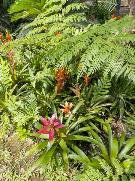 Tropischer Garten Mit Erstaunlichen Pflanzen Und Blumen Archivbild — Stockfoto