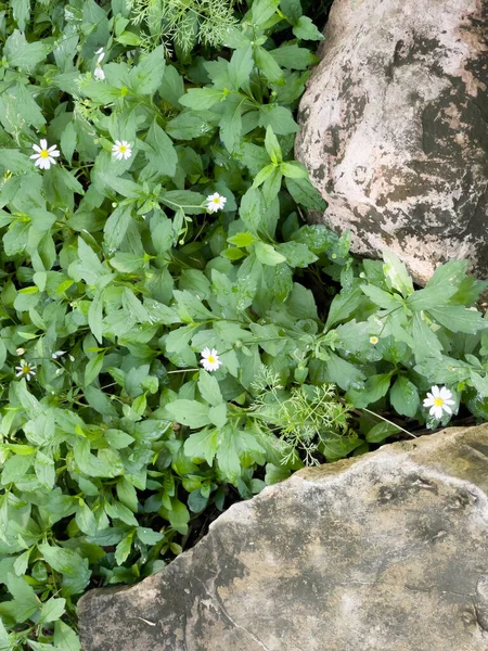 素晴らしい植物や花を持つ熱帯の庭 ストックフォト — ストック写真