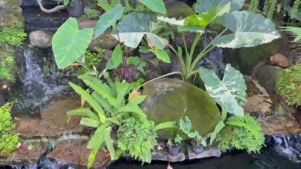 熱帯の庭の池の鯉やストック映像 — ストック動画