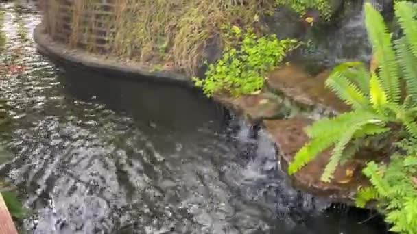 熱帯の庭の池の鯉やストック映像 — ストック動画