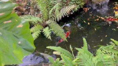 Koi, tropikal bahçedeki su birikintisinde balıklar, stok görüntüleri.