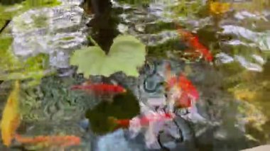 Koi, tropikal bahçedeki su birikintisinde balıklar, stok görüntüleri.