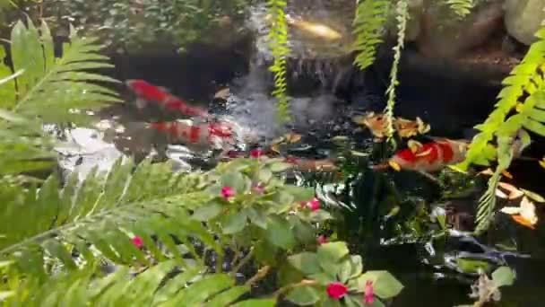Koi Ψάρια Στη Λίμνη Νερού Του Τροπικού Κήπου Πλάνα Αρχείου — Αρχείο Βίντεο