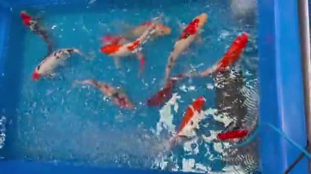 Mavi Akvaryumdaki Renkli Tropik Balıklar Stok Görüntüleri — Stok video