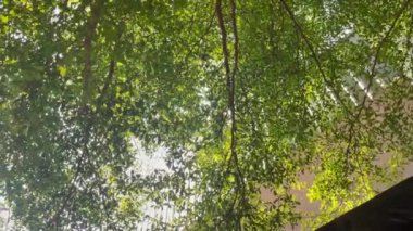 Göz rahatlığı için doğa yeşili ortam, stok görüntüleri