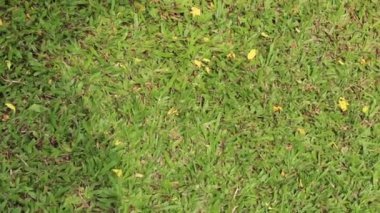 Göz rahatlığı için doğa yeşili ortam, stok görüntüleri