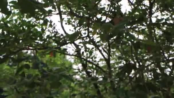Природа Зеленого Середовища Релаксації Очей Стокові Кадри — стокове відео