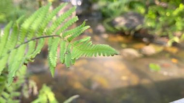 Göz rahatlığı için doğa yeşili ortam, stok görüntüleri