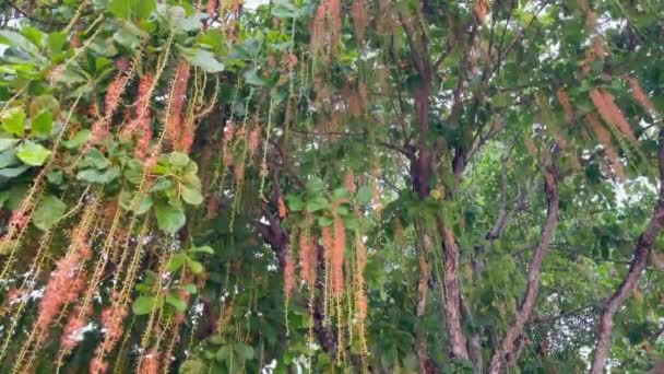 Grădină Tropicală Plante Flori Uimitoare Imagini Secvenţe Video — Videoclip de stoc
