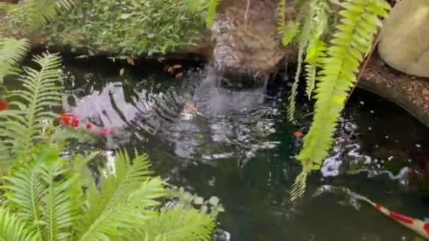 Peixes Koi Lagoa Água Jardim Tropical Imagens Estoque — Vídeo de Stock
