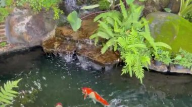 Koi, tropikal bahçedeki su birikintisinde balıklar, stok görüntüleri.