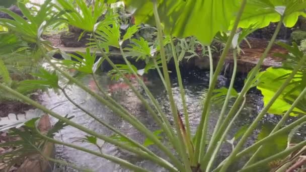 Koi Vissen Water Vijver Van Tropische Tuin Voorraad Beeldmateriaal — Stockvideo