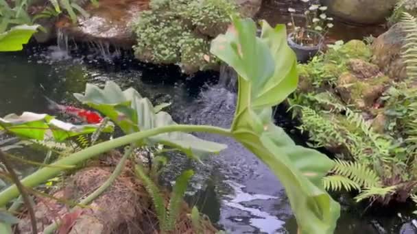 Koi Halak Trópusi Kert Vizestavában Állomány Felvételek — Stock videók