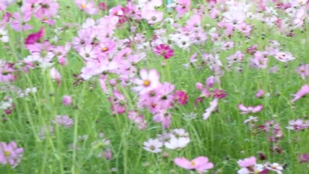 Flores Cosmos Florescendo Campo Jardim Verão Imagens Estoque — Vídeo de Stock