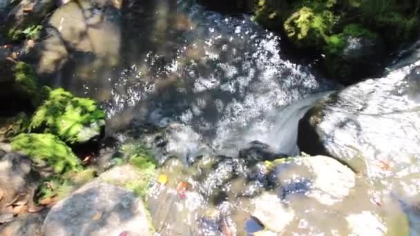 落水与阳光美丽的自然景观 鱼群画面 — 图库视频影像