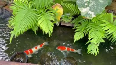 Koi, tropikal bahçedeki su birikintisinde balıklar, stok görüntüleri.