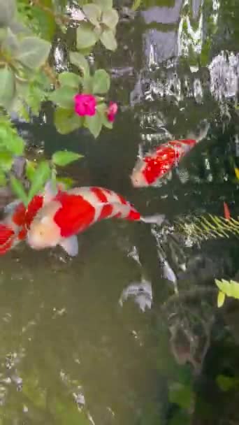 Koi Ikan Kolam Air Taman Tropis Rekaman Saham — Stok Video