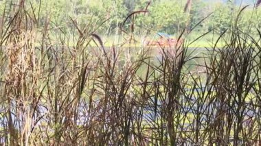 Bahçe tasarımı, temiz hava anı, stok görüntüleri.