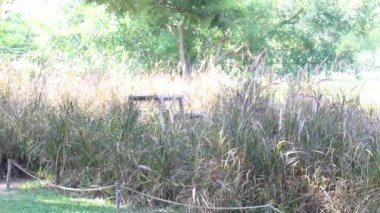 Bahçe tasarımı, temiz hava anı, stok görüntüleri.