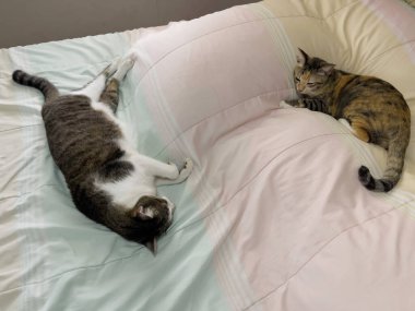 Yatakta rahat ve güvenilir bir şekilde uyuyan kedi.