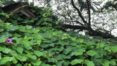 Bahçe tasarımı, temiz hava anı, stok görüntüleri.