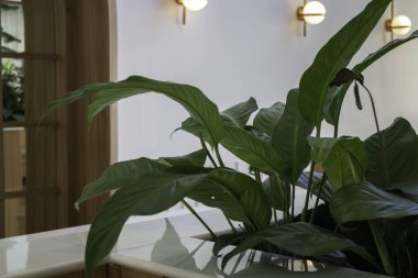 Modaya uygun beyaz ve yeşil oda, stok fotoğrafı.