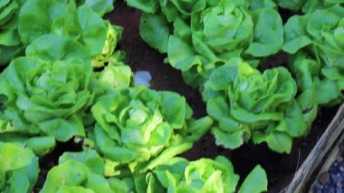 Sağlıklı gıda otları ve organik sebzeler pazarda, stok görüntüleri