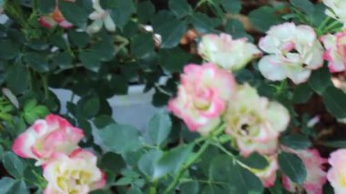 Sağlıklı gıda otları ve organik sebzeler pazarda, stok görüntüleri