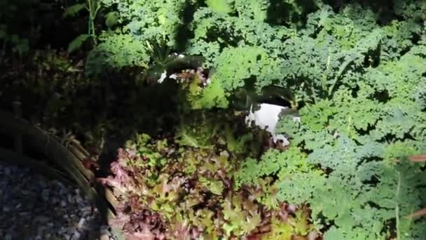 Herbal Makanan Sehat Dan Sayuran Organik Pasar Rekaman Stok — Stok Video