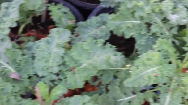 Gesunde Lebensmittel Kräuter Und Bio Gemüse Auf Dem Markt Archivmaterial — Stockvideo
