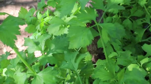 Healthy Food Herbs Organic Vegetables Market Stock Footage — Stock Video