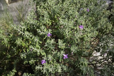 Ev dekorasyonu yazlık evi, stok fotoğrafı.