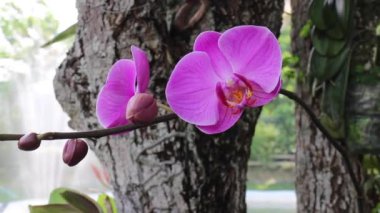 Bitki ağacı çiçeği ve stok görüntüleriyle tatil köyü manzarasını görüntüle