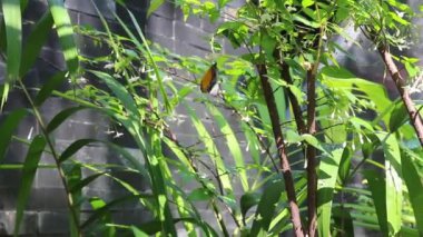 Bitki ağacı çiçeği ve stok görüntüleriyle tatil köyü manzarasını görüntüle