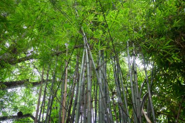 Tablolar, sandalyeler, stok fotoğrafları olan bir kafe terası.