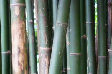 Tablolar, sandalyeler, stok fotoğrafları olan bir kafe terası.